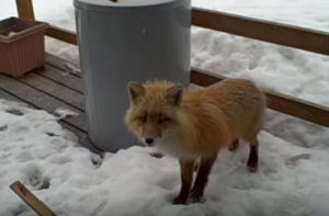 Good Christ the Fox on Porch