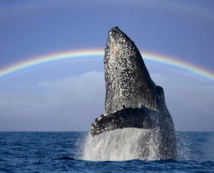 Whale Watching off of Lahaina